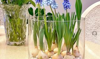 水培花卉玻璃瓶 水培花卉玻璃瓶